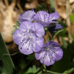 Phacelia maculata