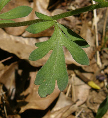 Phacelia maculata