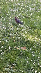 Turdus merula