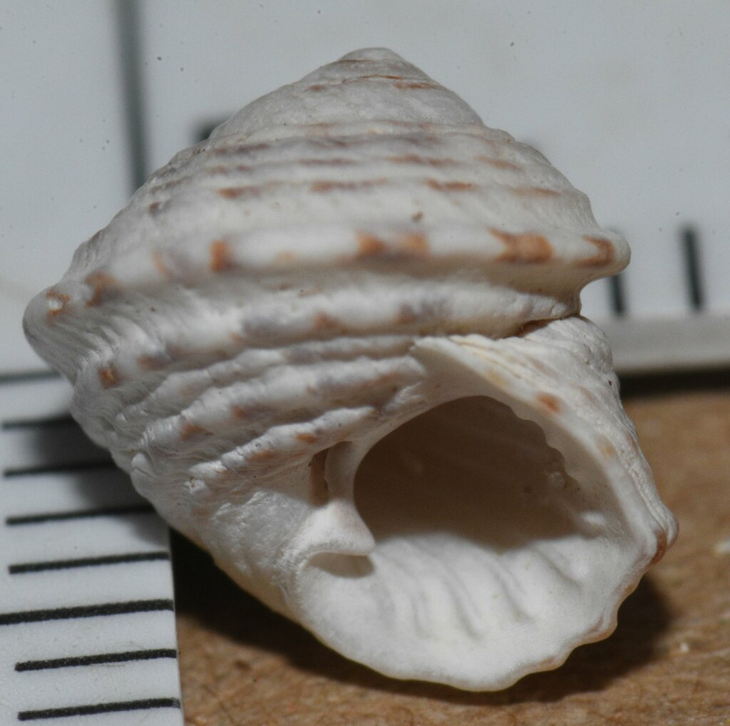 Button Snail in March 2024 by Joe MDO. Found during very low tide All ...