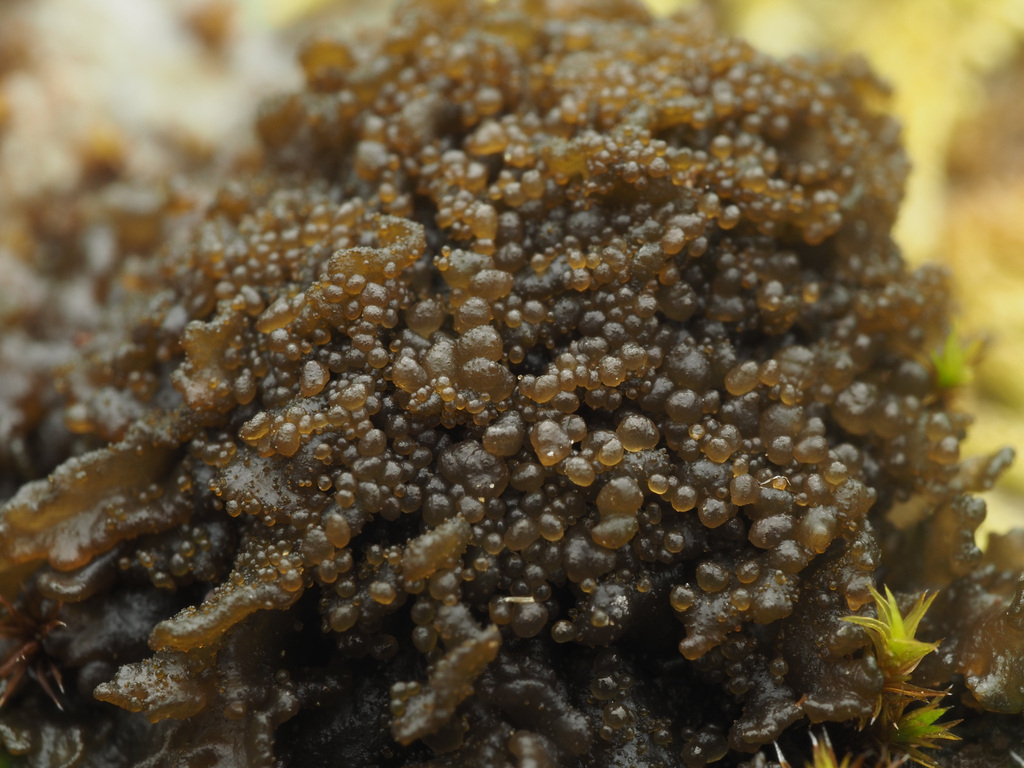 Fingered Jelly Lichen