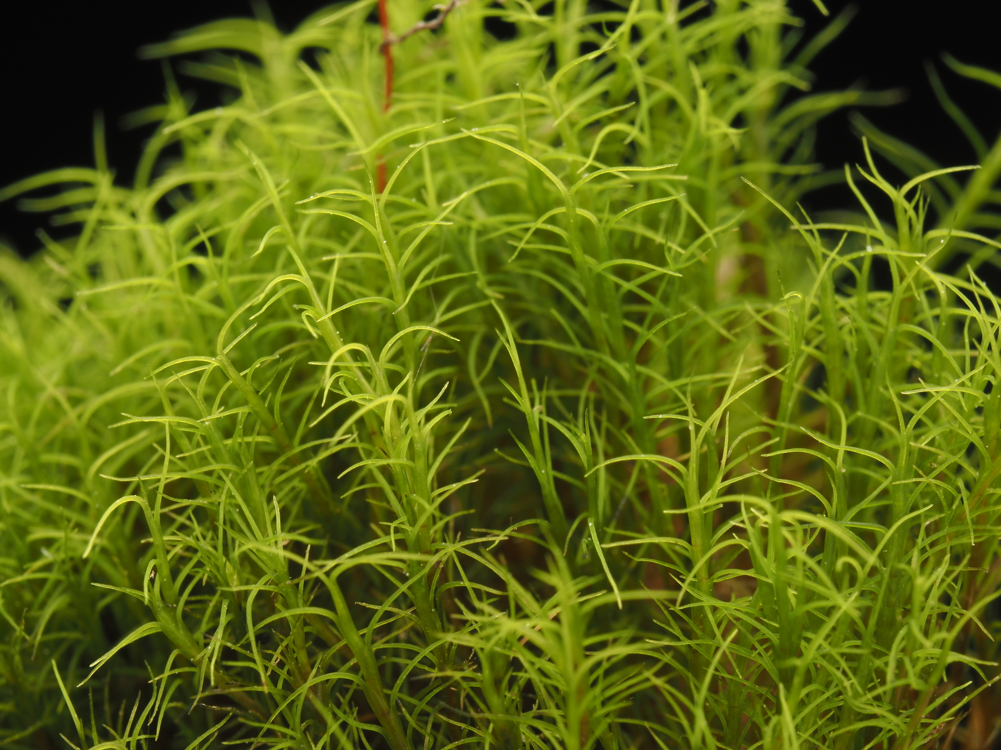 Distichium capillaceum