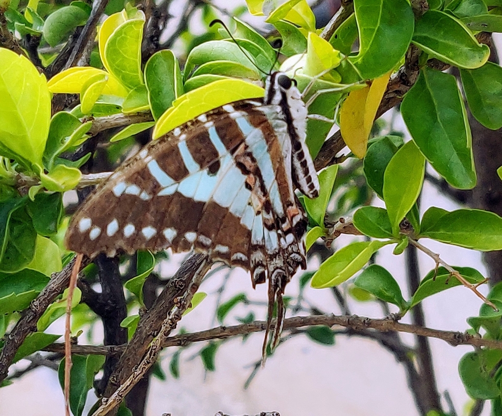 spot-swordtail-from-l-t-serene-county-2-club-house-madhava-reddy