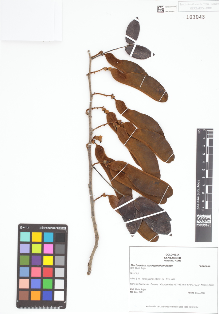 Machaerium macrophyllum