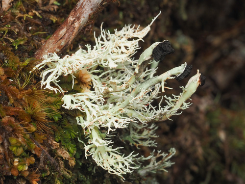 Bunodophoron melanocarpum
