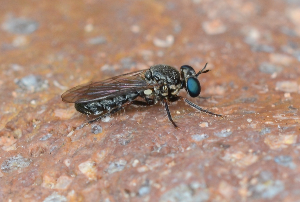 Arizona Micropanther