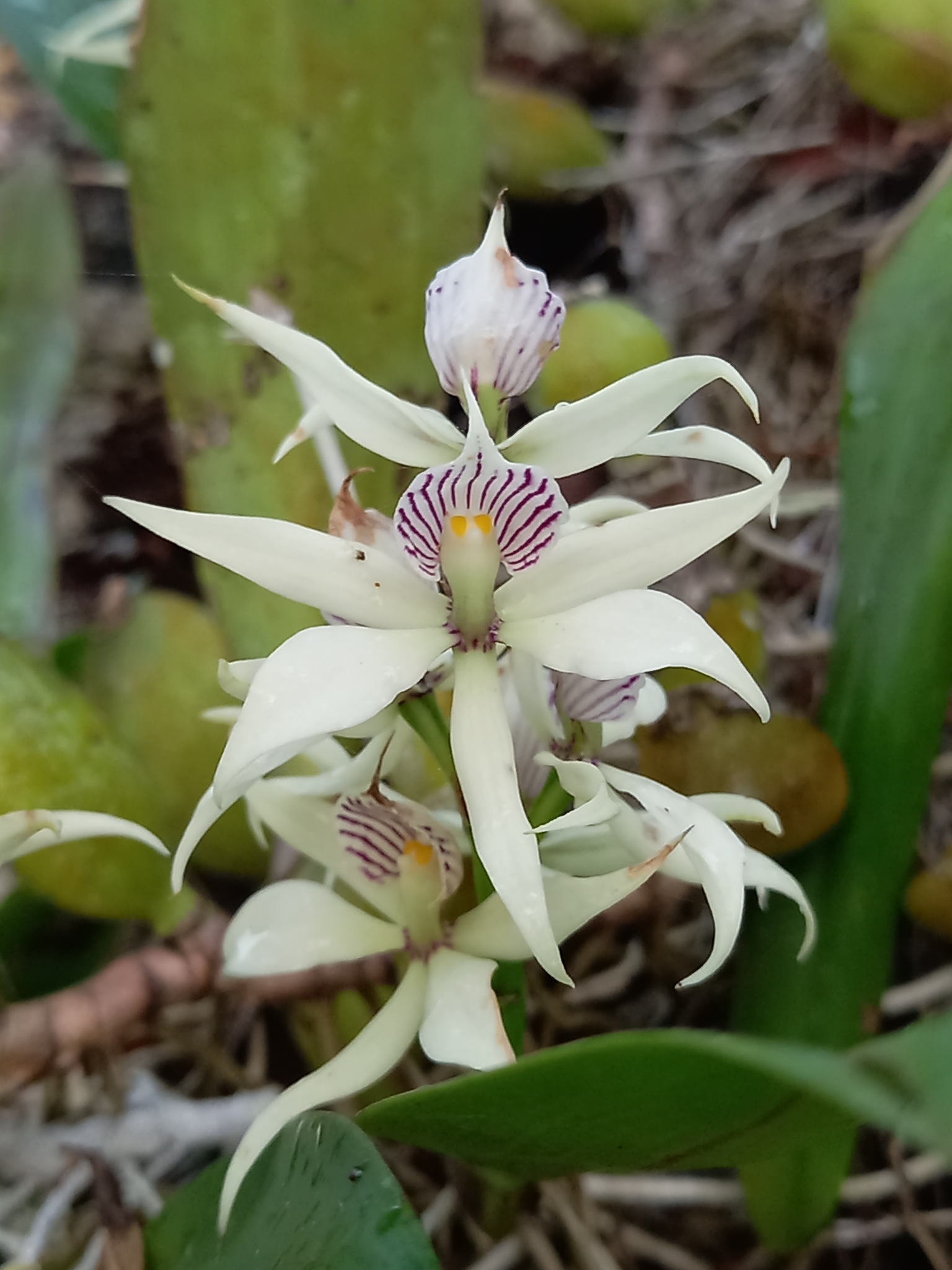 Imagem de Orquídea-batata