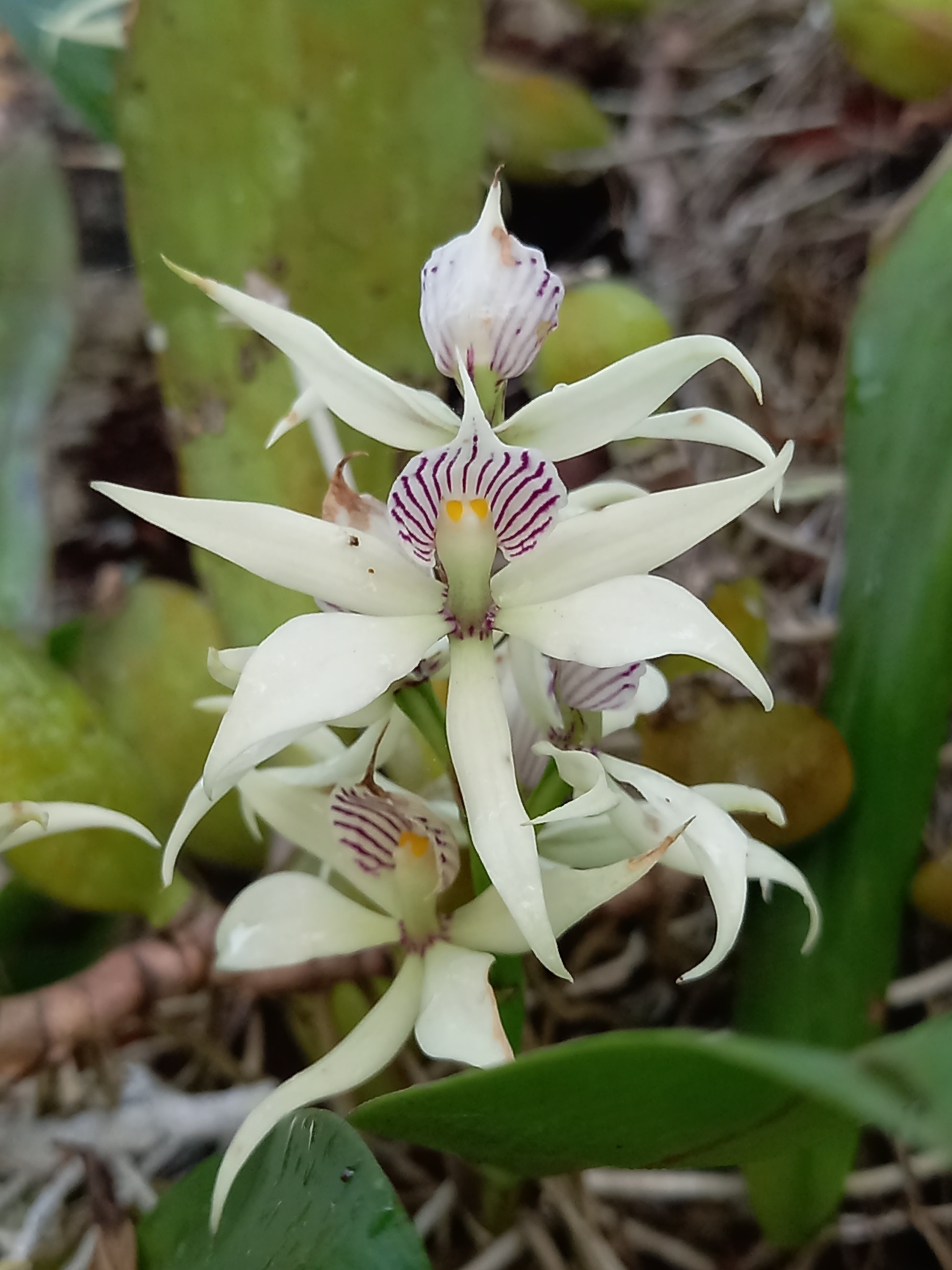 Imagem de Orquídea-batata