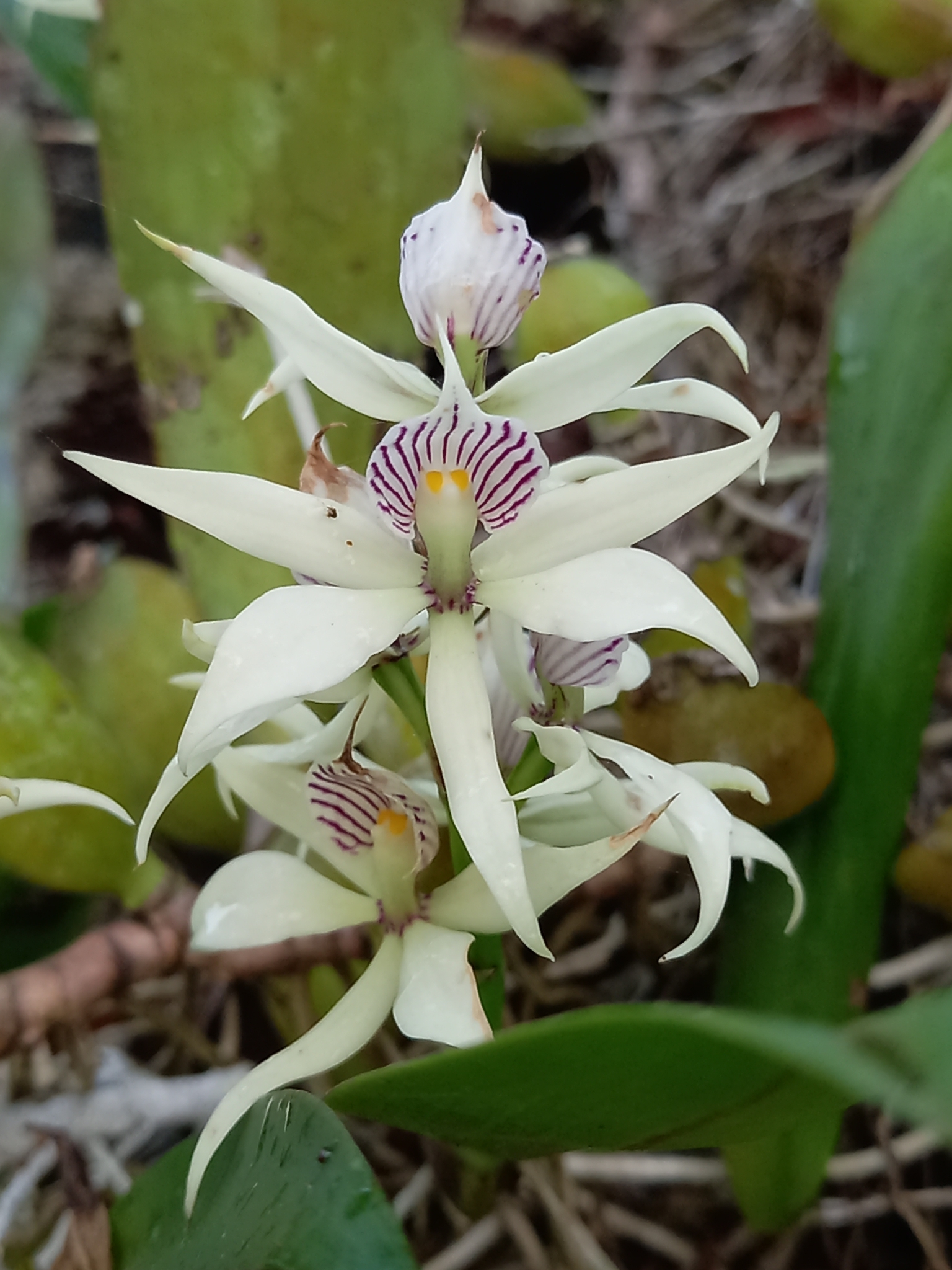 Imagem de Orquídea-batata