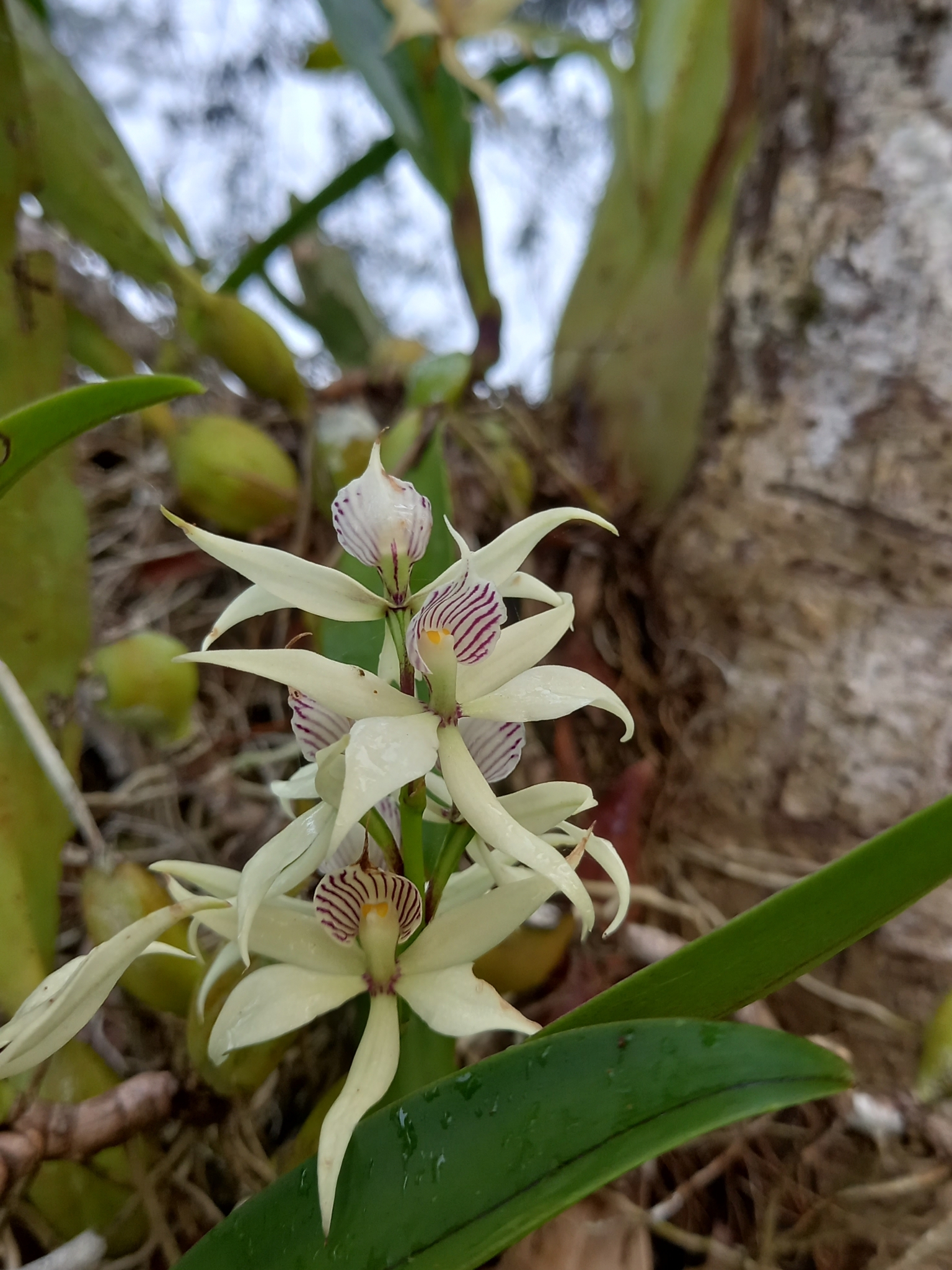 Imagem de Orquídea-batata
