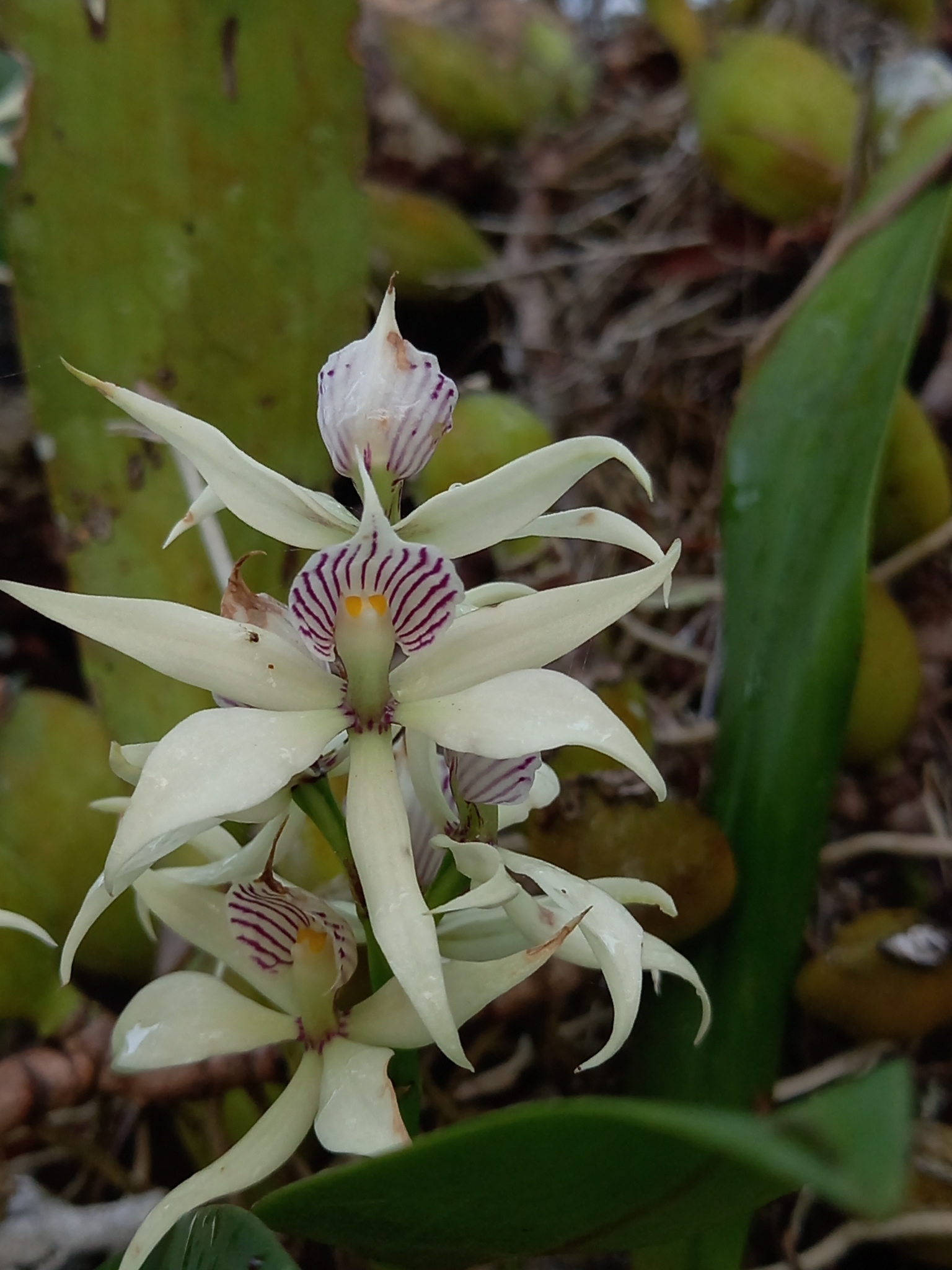 Imagem de Orquídea-batata