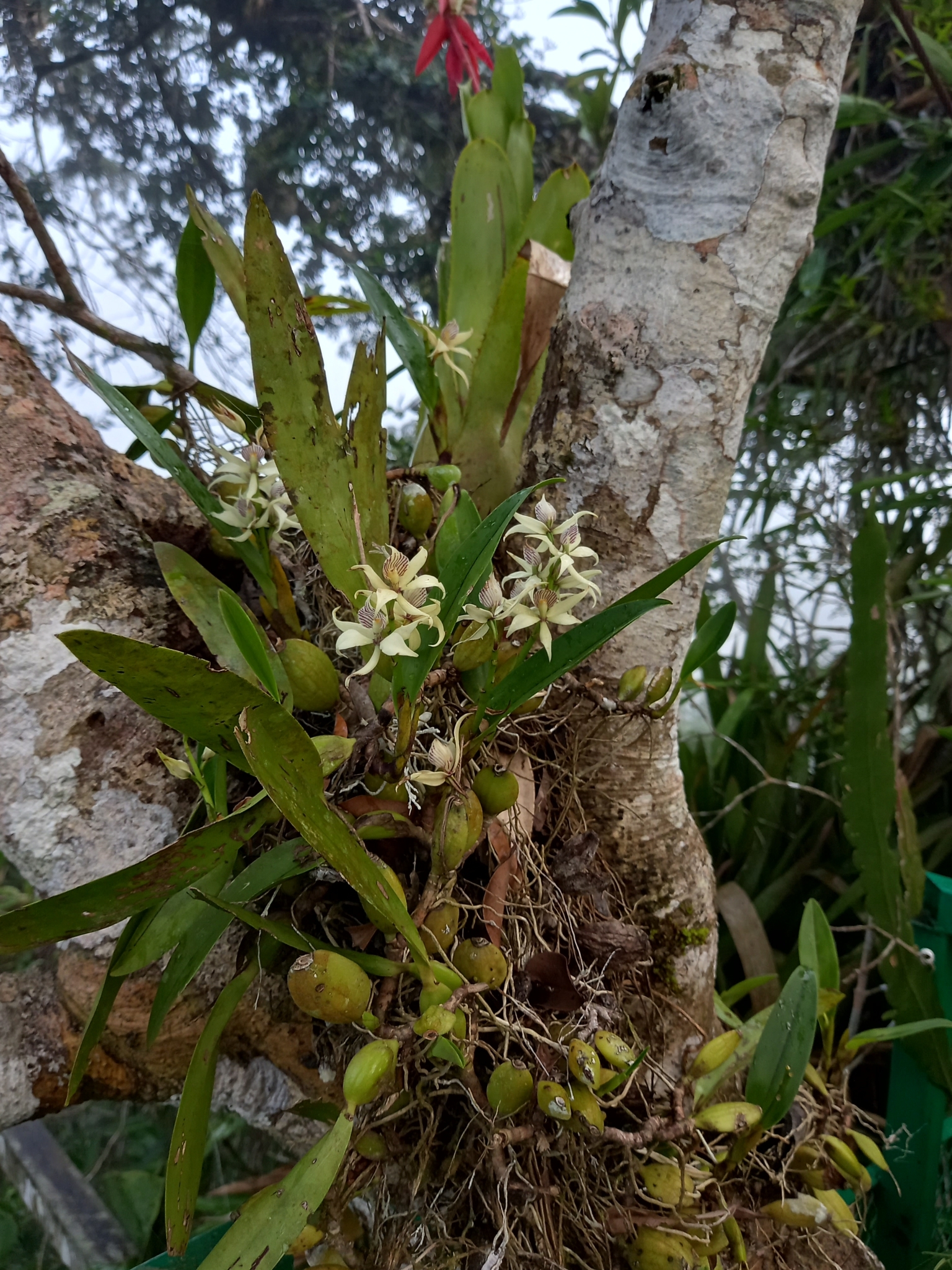 Imagem de Orquídea-batata