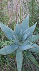 Aloe × schimperi