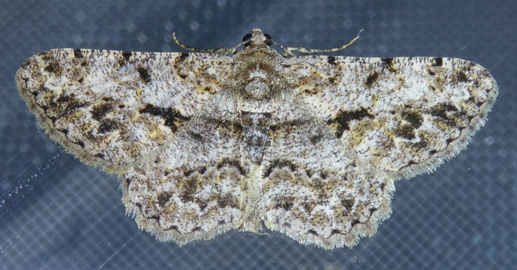 Psilalcis dignampta
