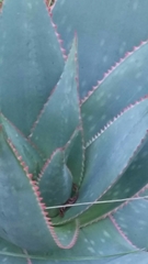 Aloe × schimperi