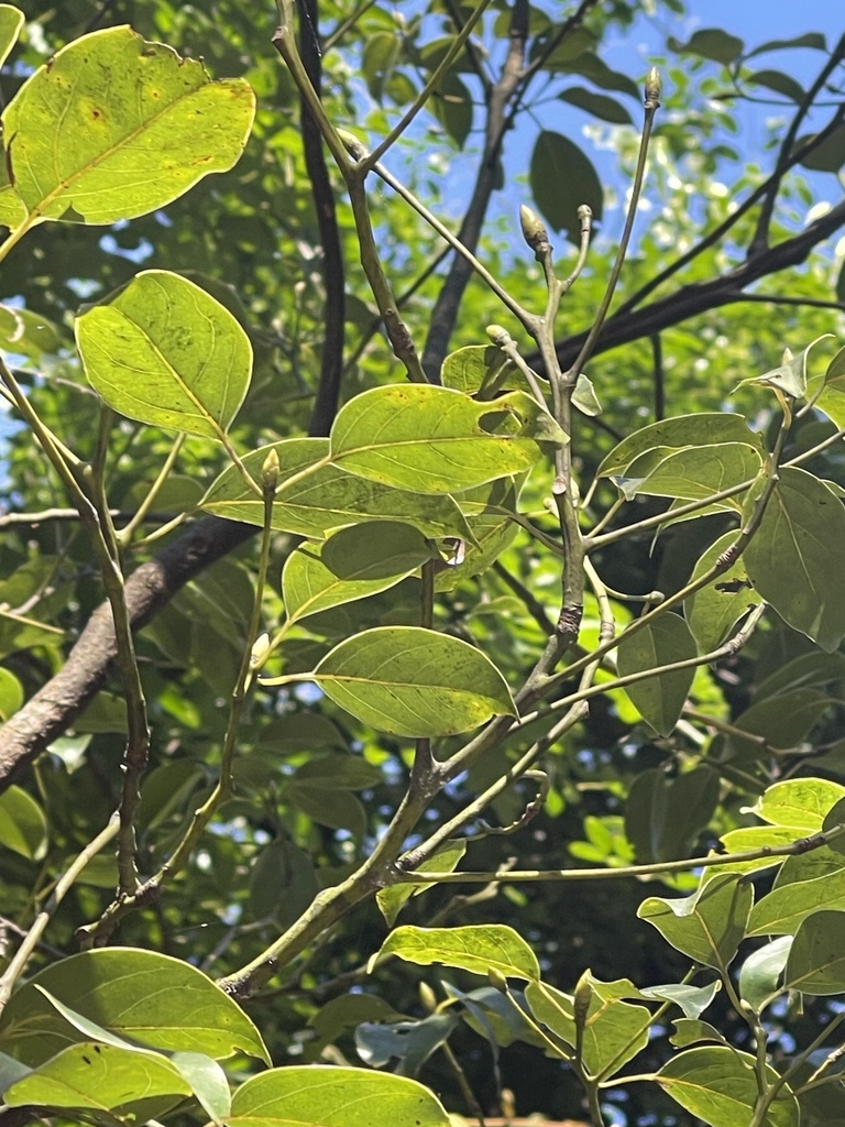Re hương – Cinnamomum parthenoxylon