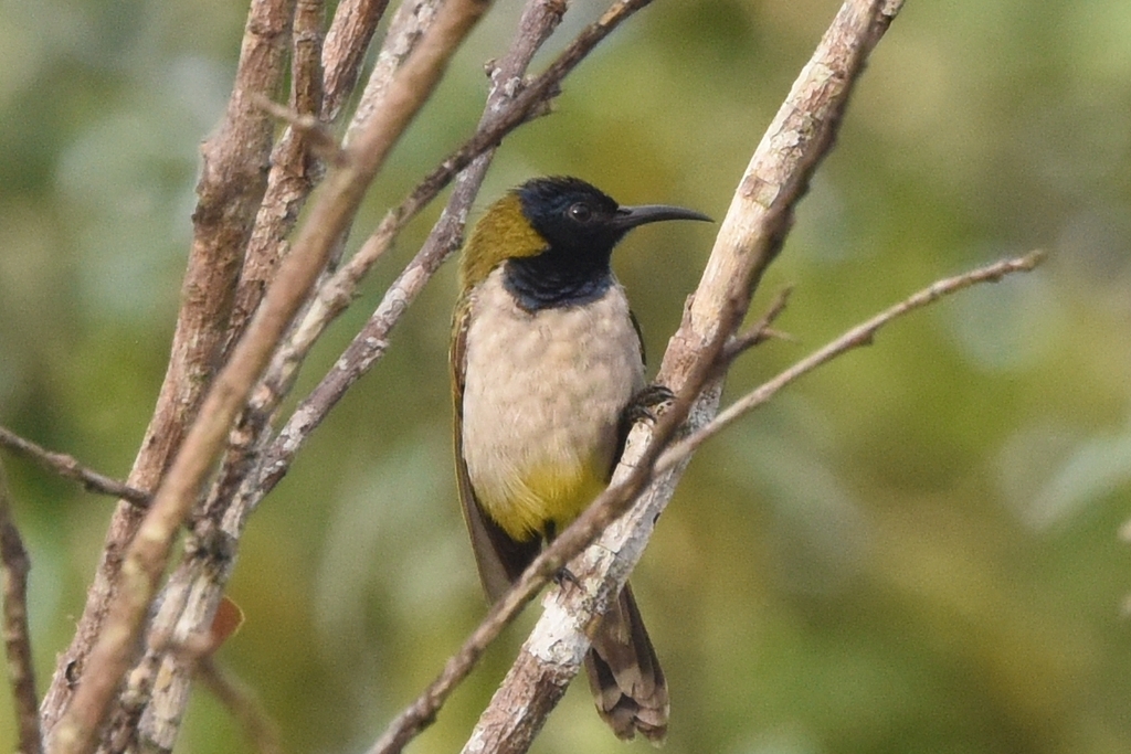 Reichenbach's Sunbird (Anabathmis reichenbachii) photo