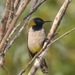 Reichenbach's Sunbird - Photo (c) Nick Moore, some rights reserved (CC BY-NC), uploaded by Nick Moore