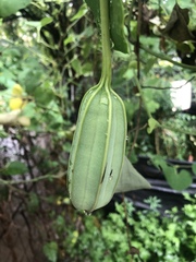 Aristolochia rigens