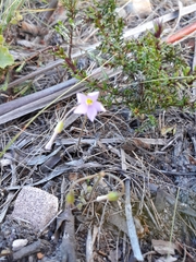 Oxalis dentata