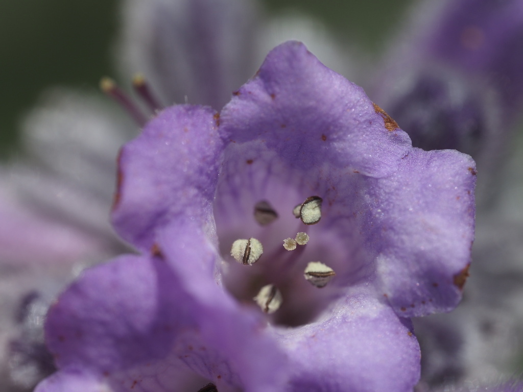 Thick-leaved Yerba Santa