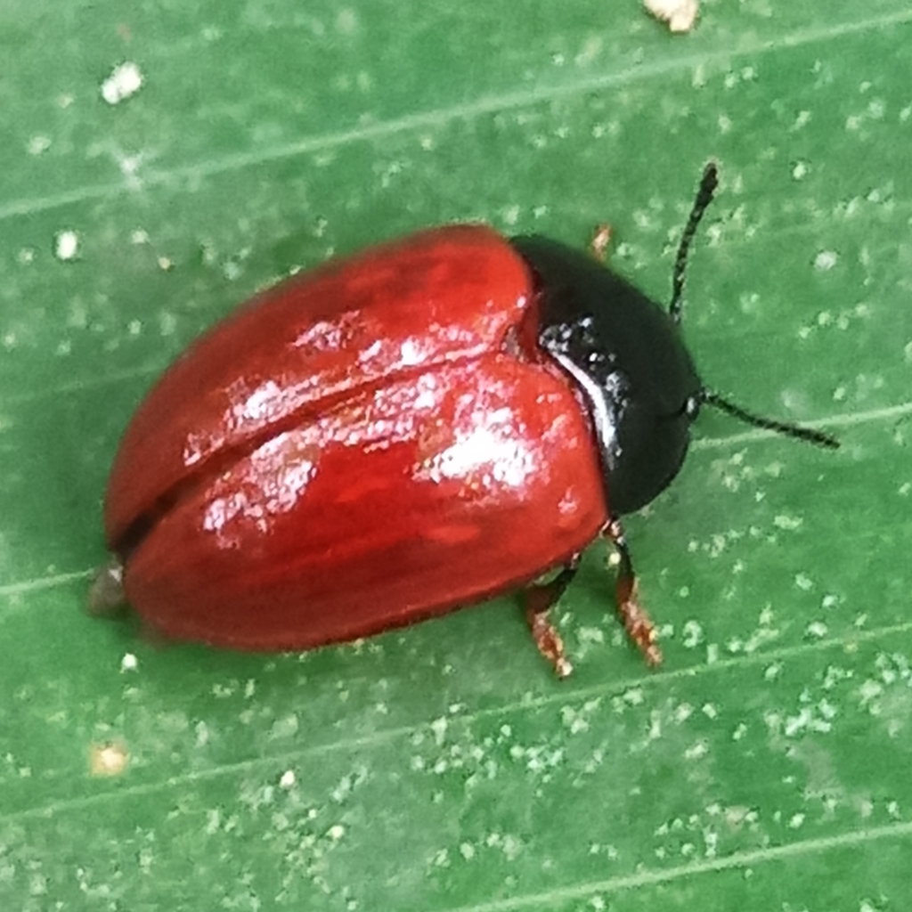 Mycolybas rufipennis