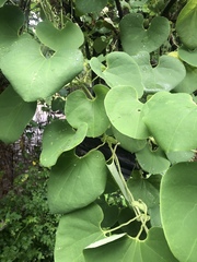 Aristolochia rigens