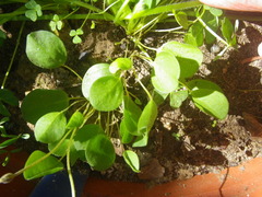 Oxalis monophylla monophylla