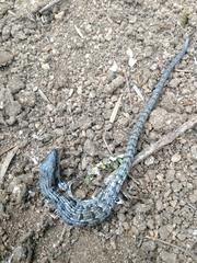 Elgaria multicarinata