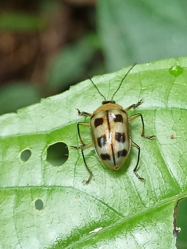 Neopriotelus octomaculatus