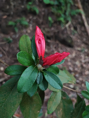 Rhododendron scabrum observed 2024-03-16