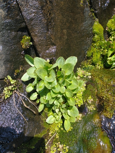 Micranthes fragosa (Micranthes fragosa)