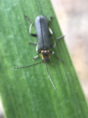 Cyrtomoptera divisa