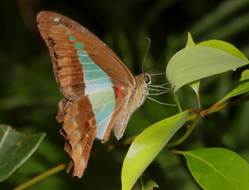 Graphium choredon