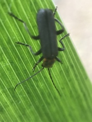 Cyrtomoptera divisa