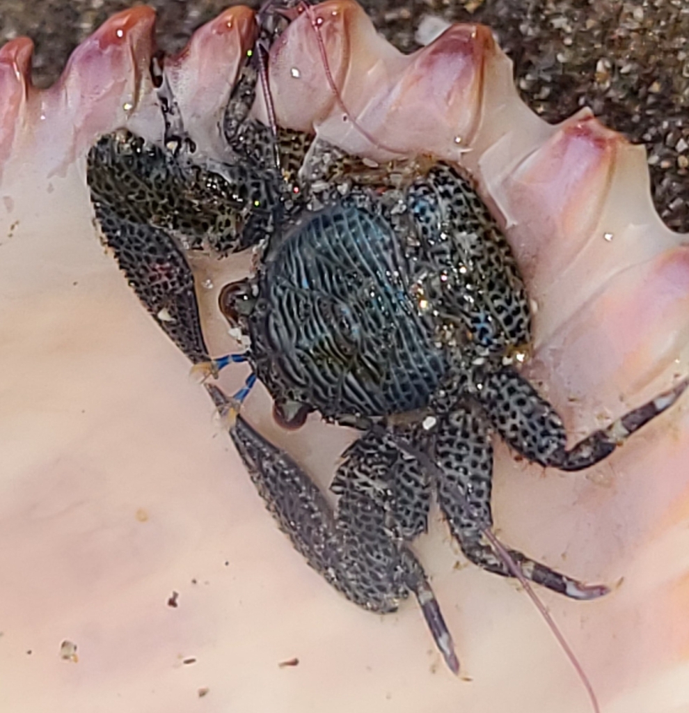 Petrolisthes edwardsii