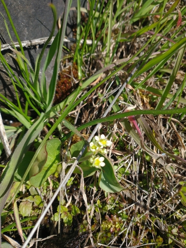 Micranthes fragosa (Micranthes fragosa)