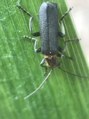 Cyrtomoptera divisa