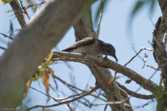 Chrysococcyx minutillus