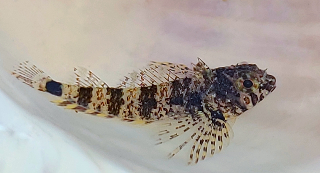 Carmine triplefin (Enneanectes carminalis) — Tripterygiidae