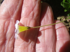 Oxalis monophylla monophylla