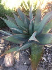 Aloe × schimperi