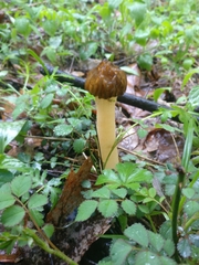 Morchella punctipes