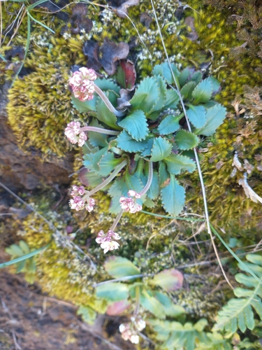 Image of Rustyhair Saxifrage (Micranthes rufidula) by no rights reserved