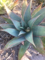 Aloe × schimperi