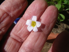 Oxalis monophylla monophylla
