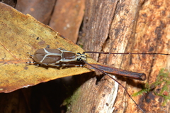 Xenocerus