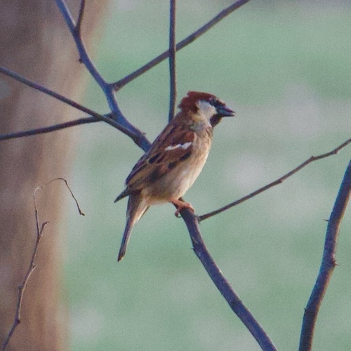 Passer domesticus observed 2023-02-18