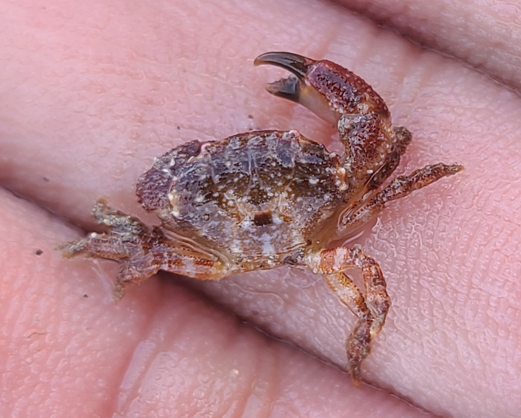 Microcassiope xantusii