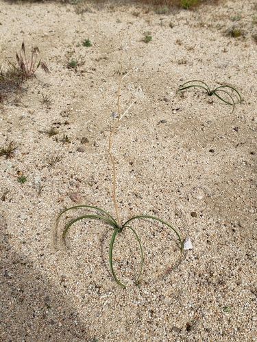 Desert deathcamas (Toxicoscordion brevibracteatum)